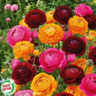 Colour Wheel Persian Buttercup Blend Thumbnail